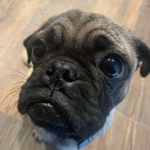 Meet your Posher, Adally